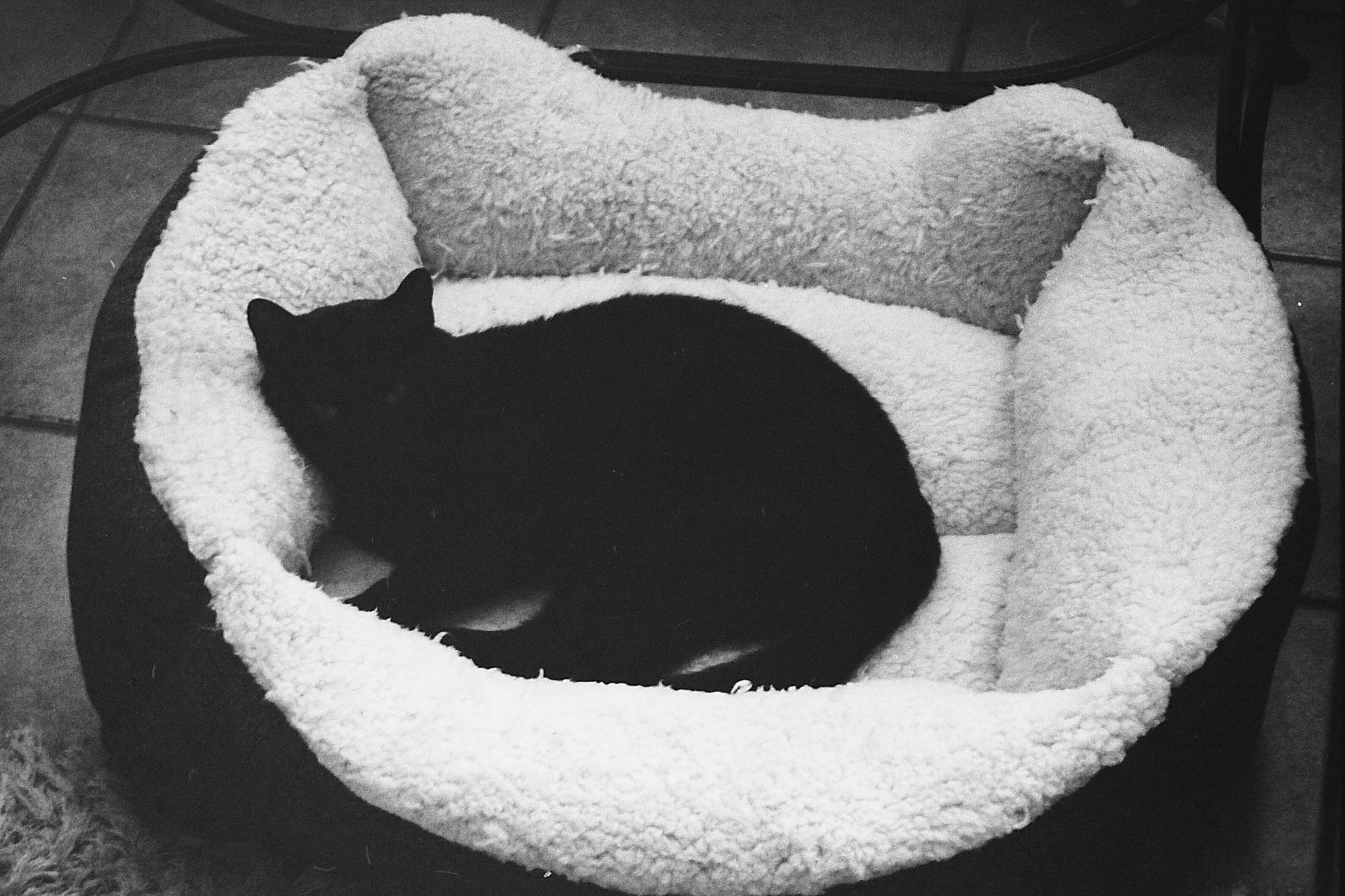 A black and white photo of my black cat, curled, laying in a pet bed.